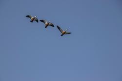 Diabete: il killer che gambizza e colpisce il cuore